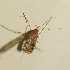 Keroplatidae