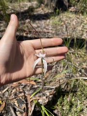 Caladenia venusta