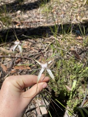 Caladenia venusta