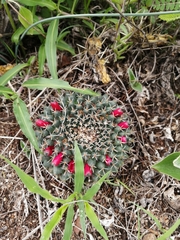 Mammillaria uncinata