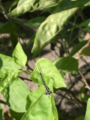 Onychargia atrocyana