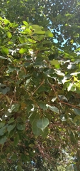 Syzygium cumini