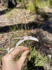 Caladenia venusta