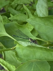 Onychargia atrocyana