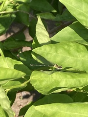 Onychargia atrocyana