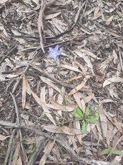 Wahlenbergia stricta