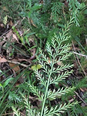 Asplenium rutifolium