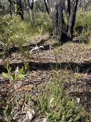 Caladenia venusta