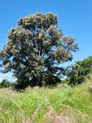 Acacia harpophylla