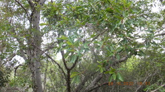 Ficus sansibarica