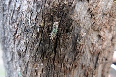 Doratifera oxleyi