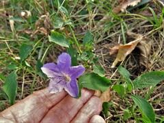 Ruellia