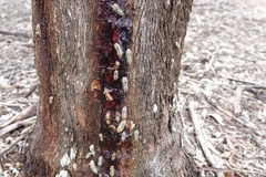Doratifera oxleyi