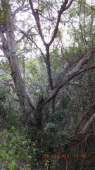 Ficus sansibarica