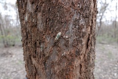 Doratifera oxleyi