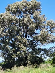 Acacia harpophylla