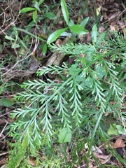 Asplenium rutifolium