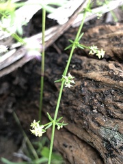 Galium migrans