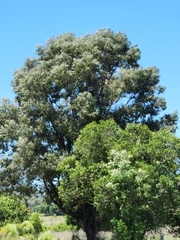 Acacia harpophylla