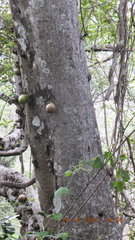 Ficus sansibarica