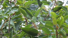 Ficus sansibarica