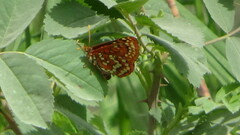 Euphydryas anicia