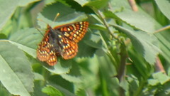 Euphydryas anicia