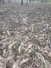 Wahlenbergia stricta