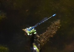 Austroagrion watsoni