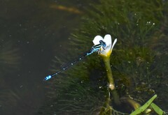 Austroagrion watsoni