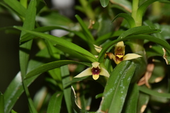 Maxillaria acervata