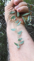 Cocculus hirsutus