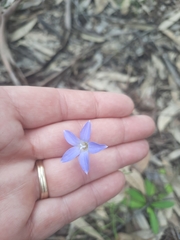 Wahlenbergia stricta
