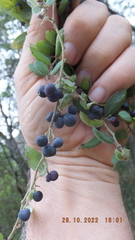 Cocculus hirsutus