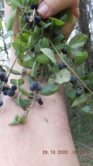 Cocculus hirsutus