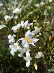 Lachnaea