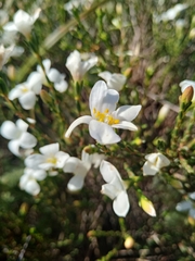 Lachnaea
