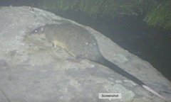 Hydromys chrysogaster
