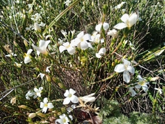 Lachnaea