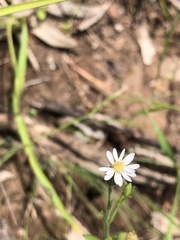 Vittadinia cuneata