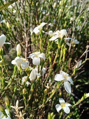 Lachnaea