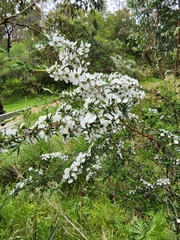Leptospermum continentale
