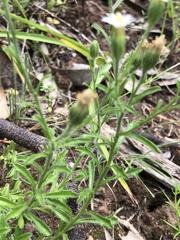 Vittadinia cuneata