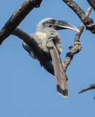 Ocyceros birostris