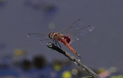 Tramea loewii