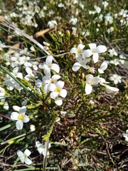 Lachnaea