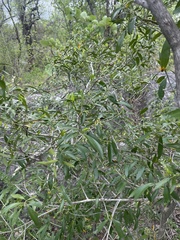 Coptosperma supra-axillare