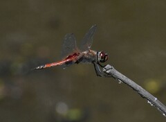 Tramea loewii