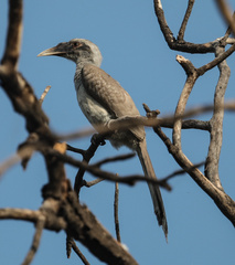 Ocyceros birostris
