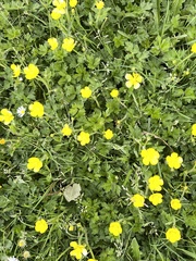 Ranunculus lappaceus